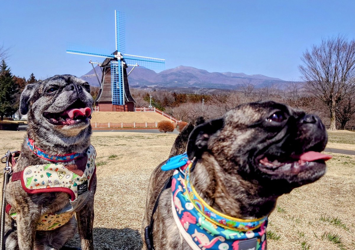 おねだり 黒パグちゃん トールペイント おねだり 黒パグちゃん トールペイント