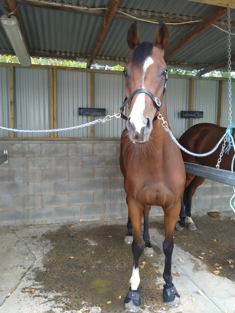 AttungaRacing's tweet image. #CommandoJack Hoof On The Till 🫶🏇