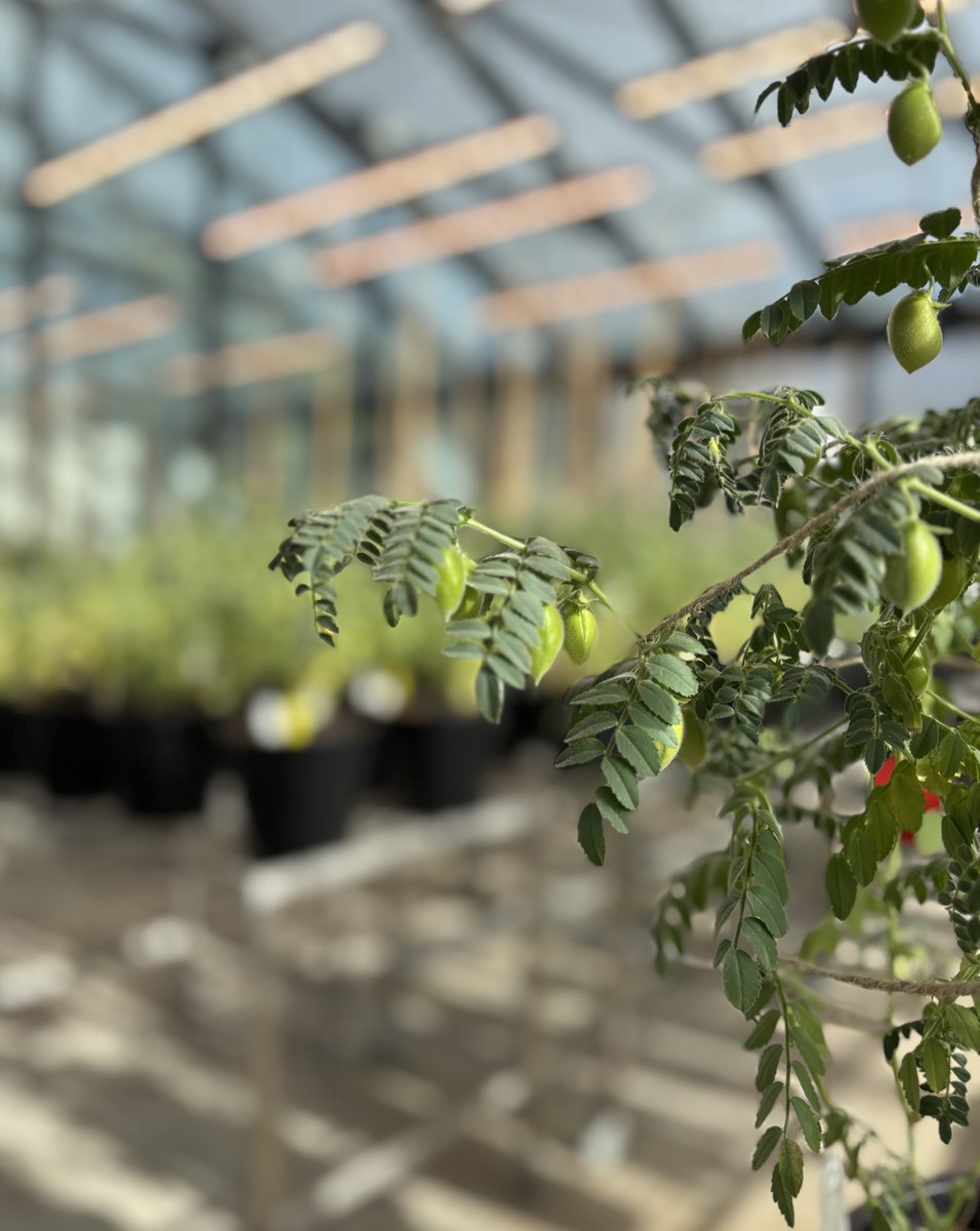 esarafraz's tweet image. They are really something 👌
Still get excited by #PlantDevelopmnet 🤗
#Adaptation #FoodSecurity #Chickpea #LegumeGenetics #PlantBreeding #Seed