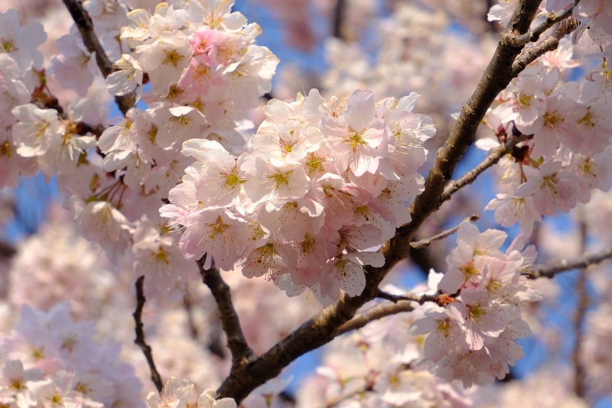 #モンキー125　＃山中湖
ツーリング日和でした！