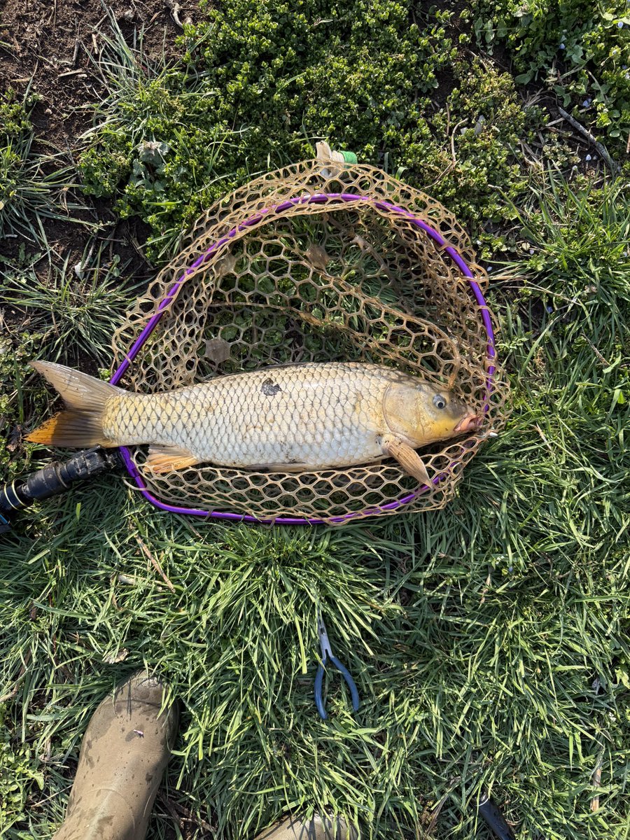 Dicek38U's tweet photo. 今年2回目の釣行！ワインドでコイ連発！笑🐟ポイント移動して45くらいのバスとナマズ釣れたけど花粉やばすぎて夕まずめやらずに早々に退散🏃今年の花粉かなりキツい気がする😭
#バス釣り #クリスタルS #ナマズ #コイ https://t.co/hsrm5HdHqt