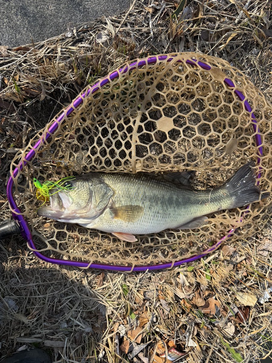 Dicek38U's tweet photo. 今年2回目の釣行！ワインドでコイ連発！笑🐟ポイント移動して45くらいのバスとナマズ釣れたけど花粉やばすぎて夕まずめやらずに早々に退散🏃今年の花粉かなりキツい気がする😭
#バス釣り #クリスタルS #ナマズ #コイ https://t.co/hsrm5HdHqt