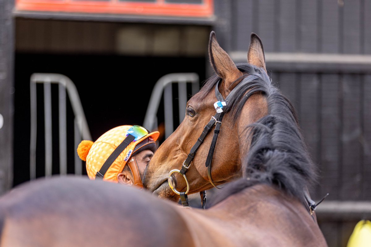 WilliamHaggas's tweet image. Quiet moments with the team and some of their stable favourites 🧡

#SL #SomervilleLodge #HorseRacing