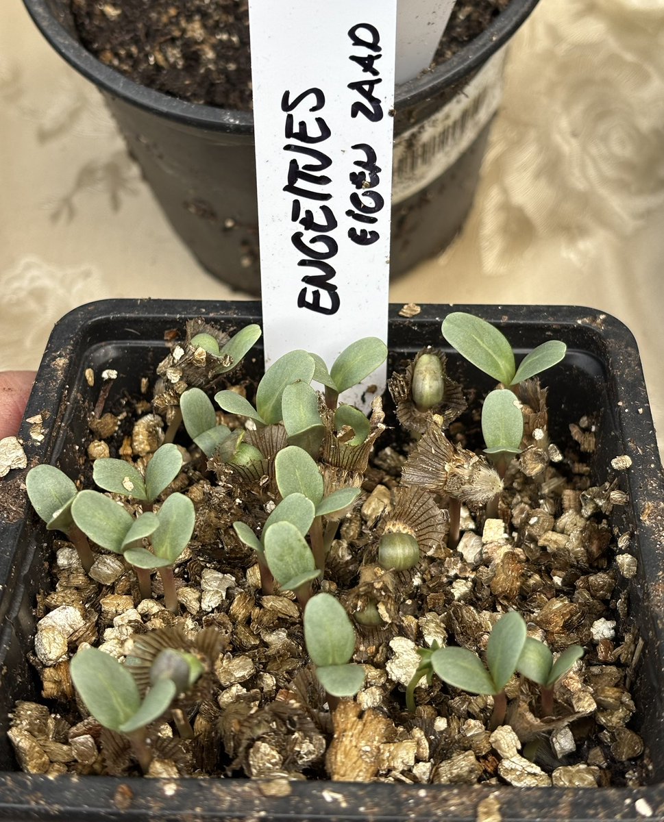 Roffahof's tweet photo. Wie weet welke #bloem dit is? Dit zaad komt uit mijn #moestuin en ze lijken op engeltjes. #hellup #zaad #bloemzaad #pluktuin #dtv https://t.co/1zSeMOu45c