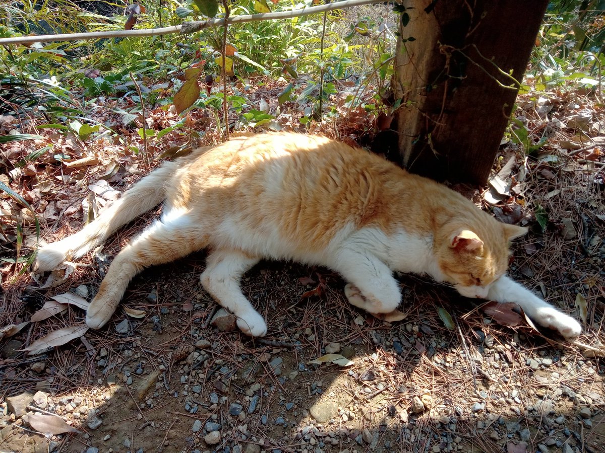 h_a2gi's tweet photo. とある神社の参道脇に行き倒れﾊｹｰﾝ！
#神社猫 https://t.co/agmbipivZ5