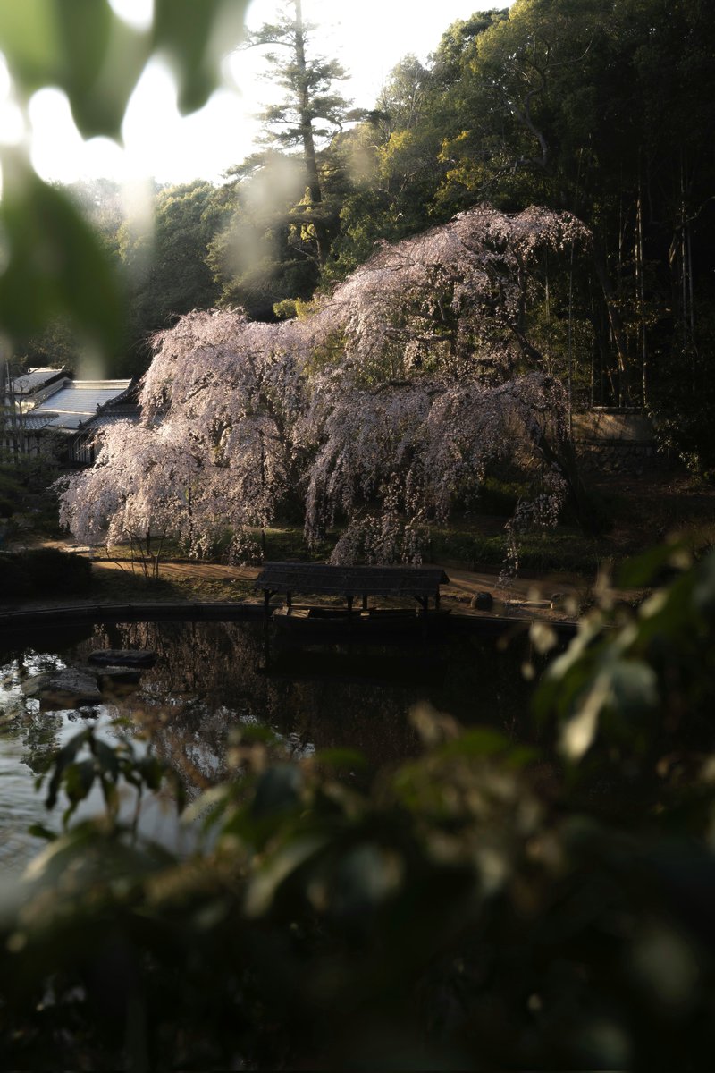 kzphoto_jp's tweet photo. 夕陽に照らされる曹源寺の枝垂れ桜 https://t.co/DaMSVL5iTb