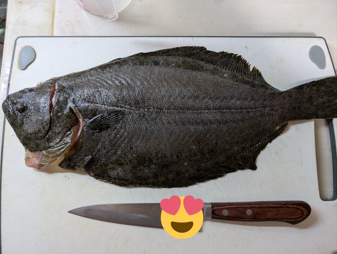 ヒラメさばいた むずいね 