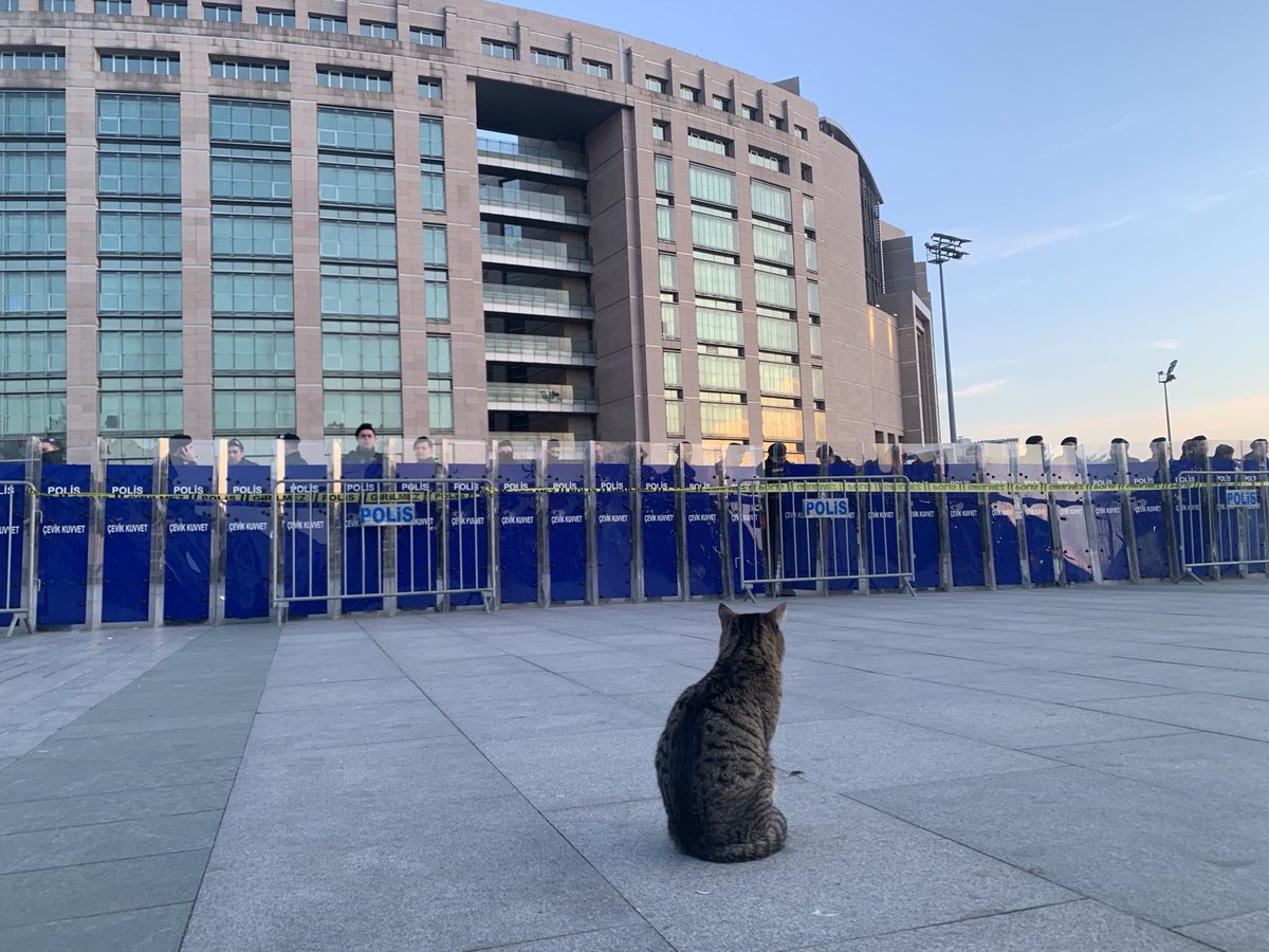 Turkish security police surround the main court where detained Istanbul mayor is due to speak to prosecutors as Istanbul street cat watches on 

The dogs &amp; cats of Turkey will also be best rid of Erdogan <a href="/RTErdogan/">Recep Tayyip Erdoğan</a> <a href="/ekrem_imamoglu/">Ekrem İmamoğlu</a> #TurkeyProtests