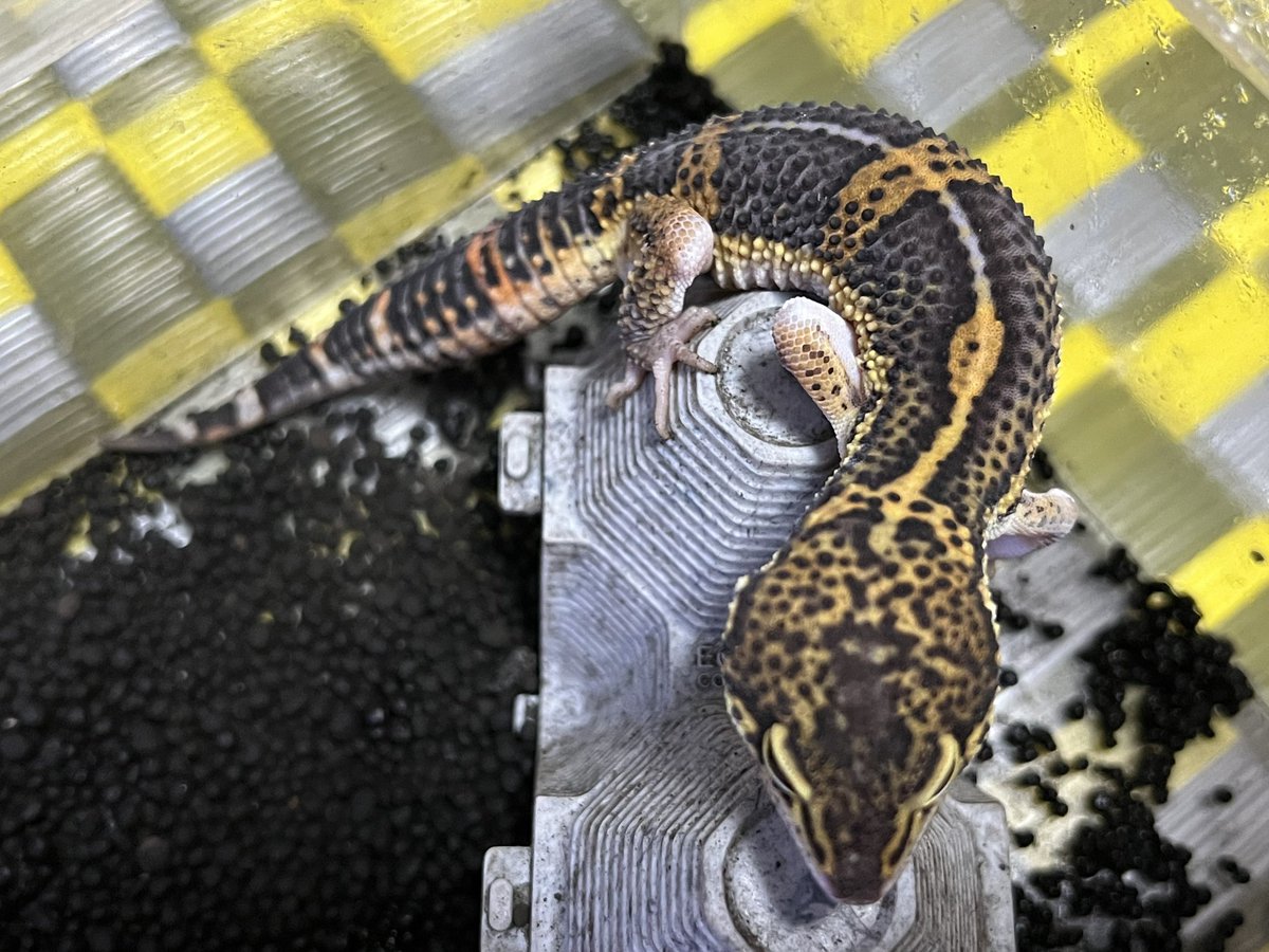 HiroakiMatsu's tweet image. Black Diamond ♂

黄色と黒ピグメントのメリハリが出てかなりブラックダイヤモンドらしくなってきた。

#レオパ #レオパードゲッコー #leopardgecko #gecko #eublepharis #ヒョウモントカゲモドキ #うちの珍生物