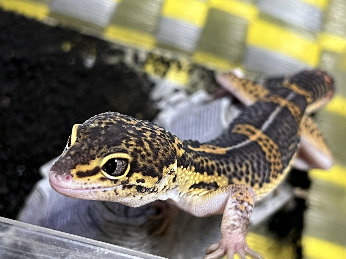 HiroakiMatsu's tweet image. Black Diamond ♂

黄色と黒ピグメントのメリハリが出てかなりブラックダイヤモンドらしくなってきた。

#レオパ #レオパードゲッコー #leopardgecko #gecko #eublepharis #ヒョウモントカゲモドキ #うちの珍生物