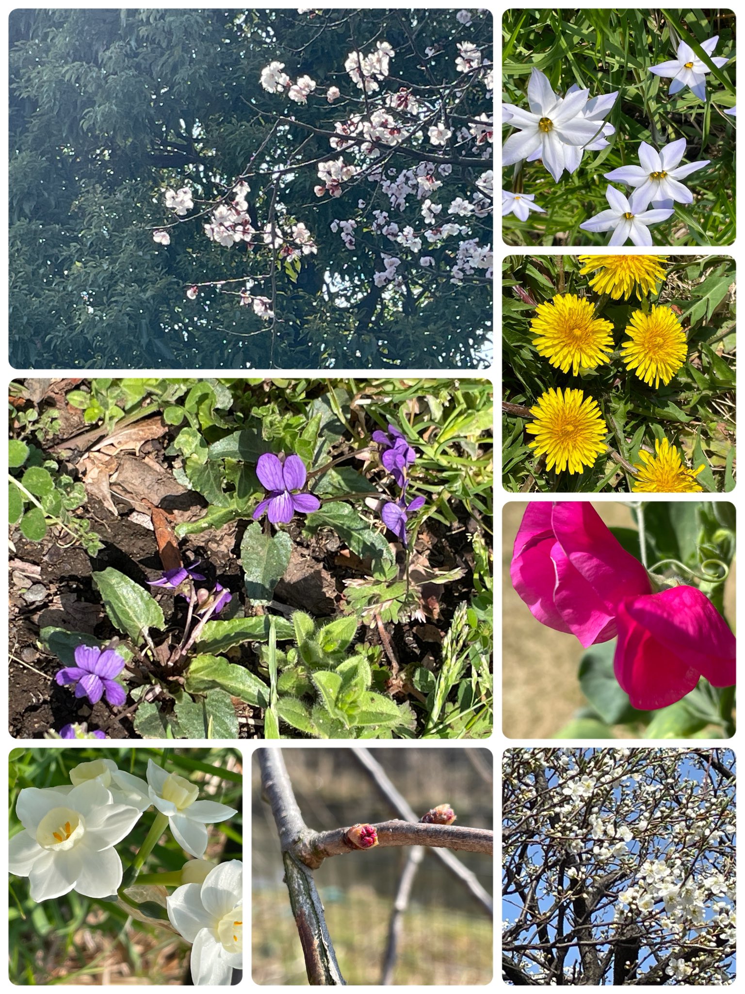 うぐいすです アディダス adidas ZX FLUX W スニーカー シューズ 花柄