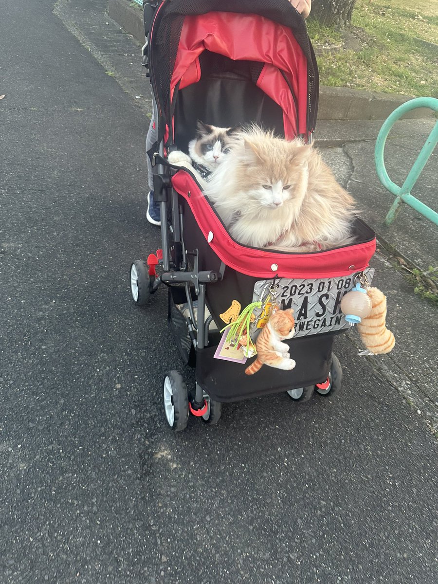 お散歩日和✨🐈