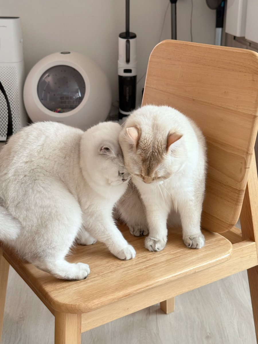 แม่ไม่รักไม่เป็นไรนะบันบัน ยังมีน้าบลอสซั่มอยู่ค่ะ