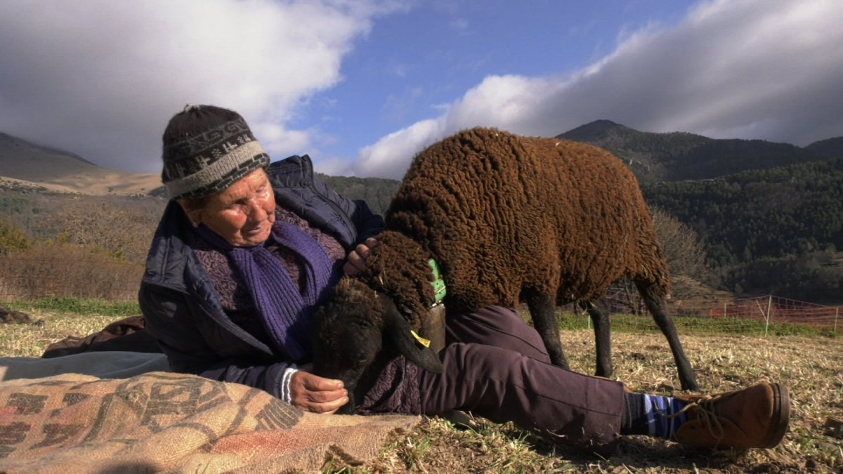 «Perquè m’agrada el bestiar. Amb les persones t’hi discuteixes. Elles no et diuen mai res, mai! Jo de vegades hi parlo, amb elles. El nen em diu: amb qui enraones? Amb aquella ovella. I m’entenen. Les crido i em venen. No m’he hagut de discutir mai amb una ovella...»

Dissabte a