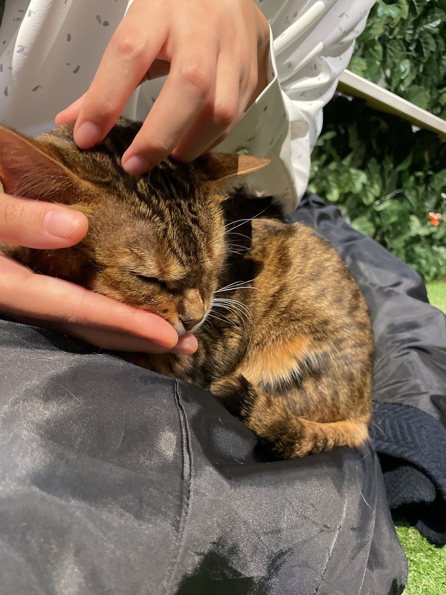 おねむにゃあ🐱