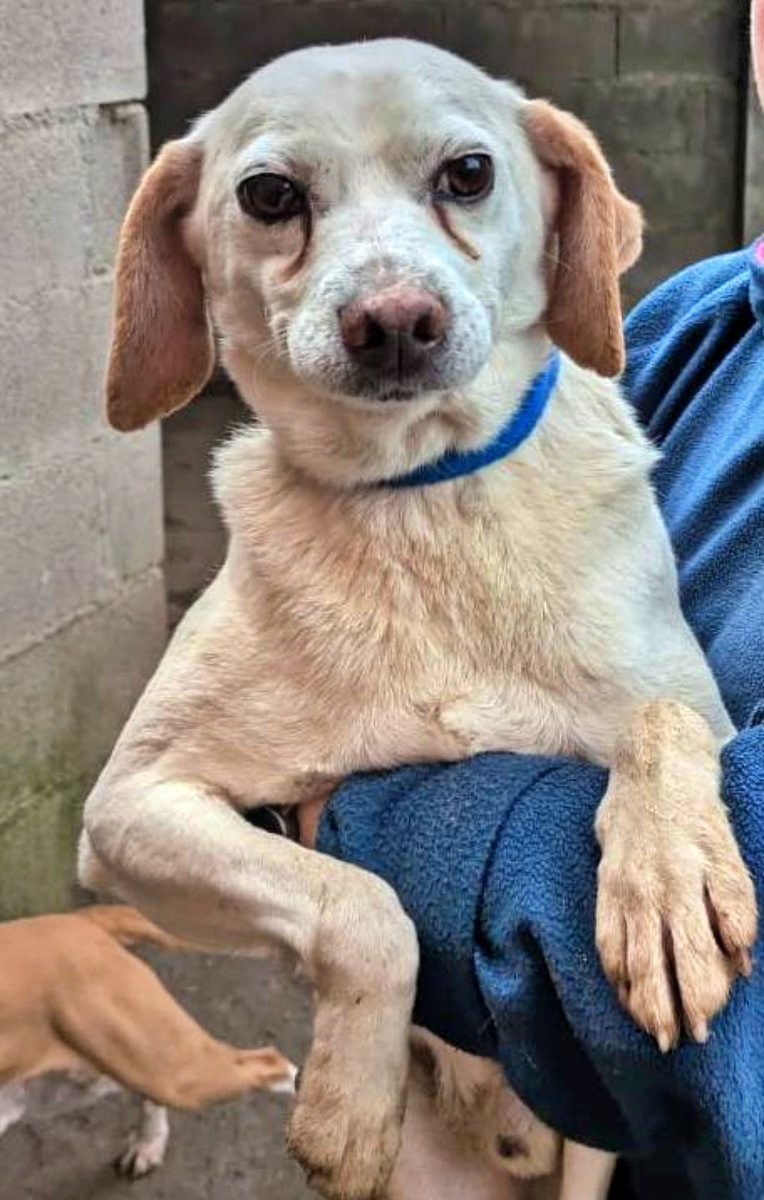 #ACoruña
Contacto; 636 53 97 79 WhatsApp

Esta carita picarona es del abuelito #LUCAS, de 9 años.
Toda la vida de mano en mano de cazadores y ahora que ya no les vale... dejan a "la herramienta" tirada.

Sabe dar cariño y es sociable, pero necesita una casa.