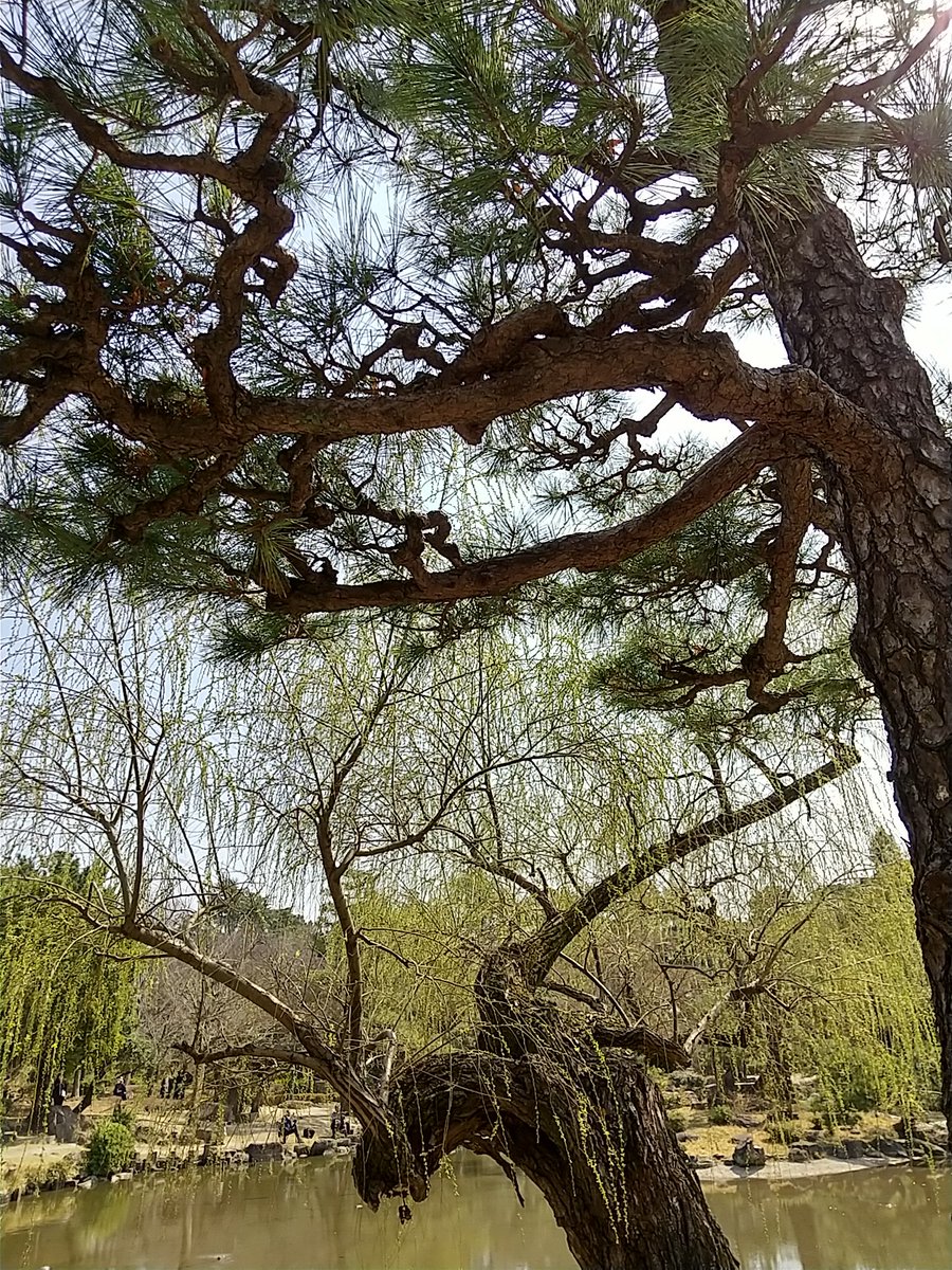 yuuki5013's tweet photo. 名古屋市鶴舞公園で、桜まつり開催中です。キッチンカーも出展してます。やまばるさんのホットサンド玉子を購入しました。セットでポテトも!とてもボリューミーでとても美味しかったです。ポテトもモチモチで最高でした。✨#鶴舞公園
#桜まつり
#やまばる
#YAMABAL https://t.co/yQUN3po4Un