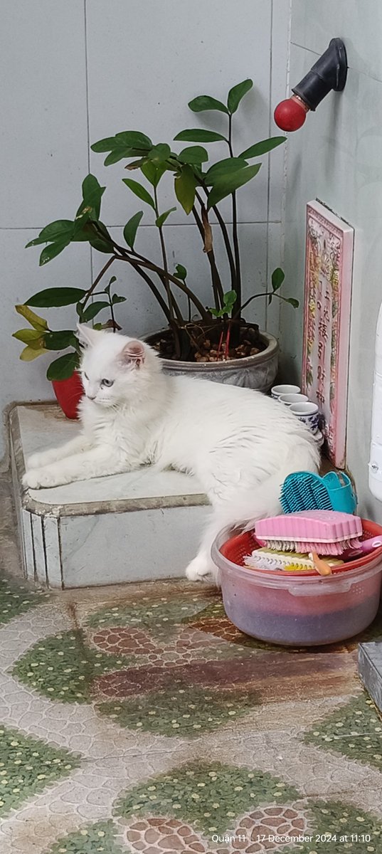 It's true 💯 cats like to drink from altar cups 😅 can't find the video of my cat drinking from them but here's she relaxing on the altar 🤣 and always messing things up; God's are forgiving 🙏🏻; me less 😅