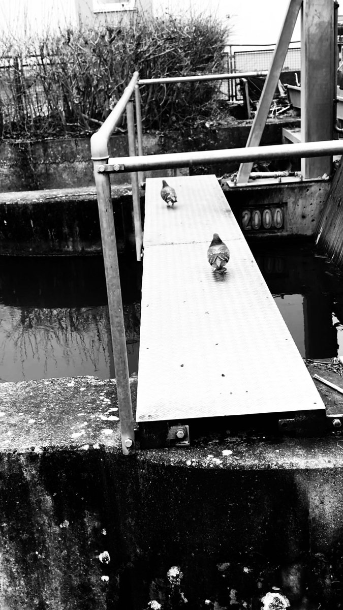UK250463's tweet photo. Walking Away
#CityScape #Birds #photography #hydroelectric #power #station #Streetphotography #FadingDemocracies #Autocracies #Censorship #NineteenEightyFour #TwentyTwentyFive https://t.co/jpCGkWBJzV