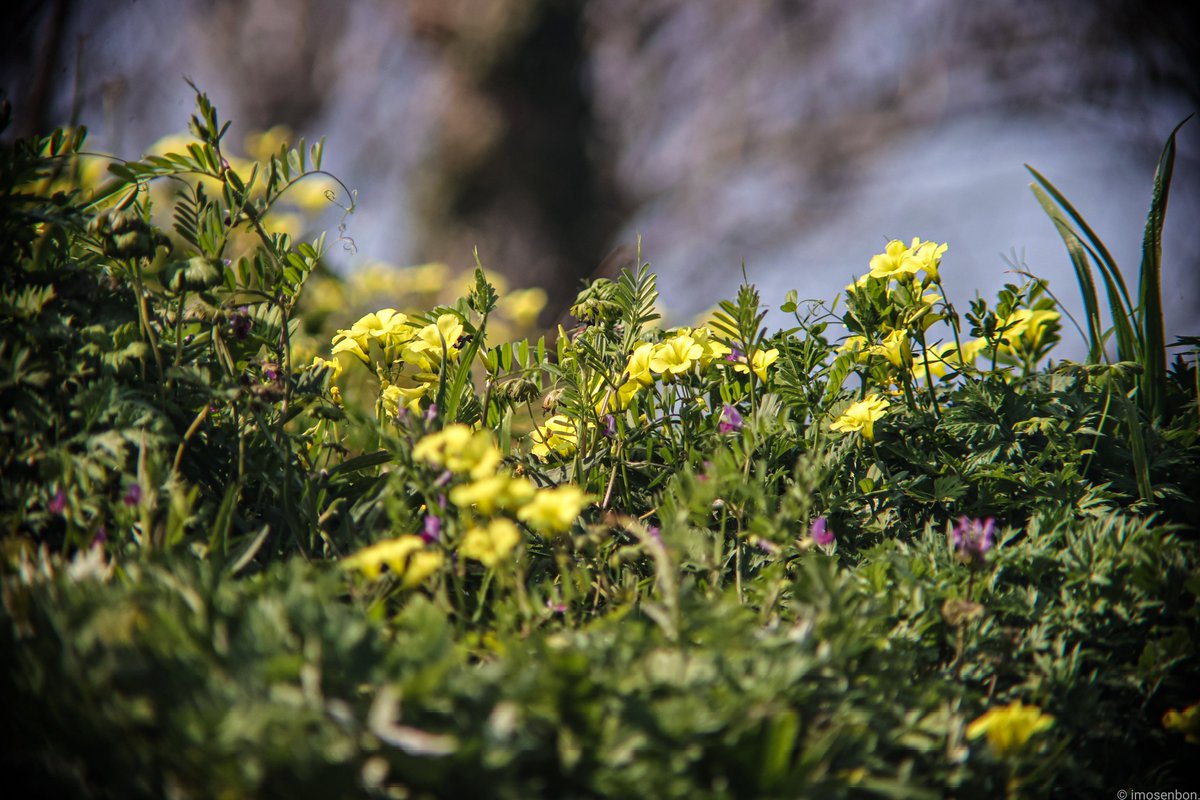 imosen_maro's tweet photo. 福岡県遠賀郡芦屋町
2025/03
#オオキバナカタバミ
#花
#黄色
#春
#canonFL https://t.co/oqb1QRR9VJ