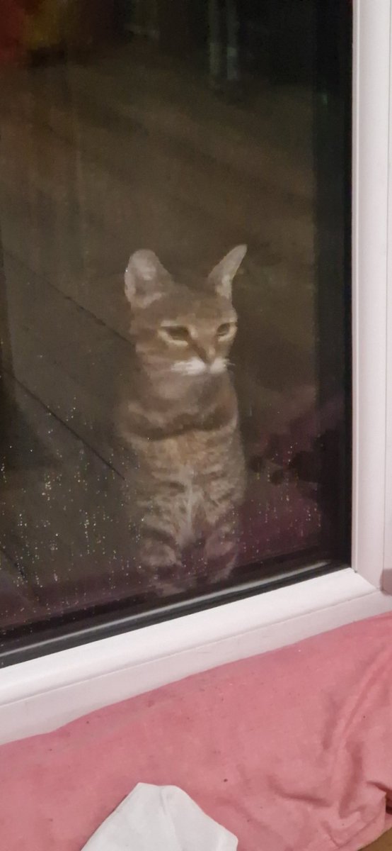 HanSolosTV's tweet photo. When you're playing horror games and look out of the window to see this.. 

Definitely didn't jump a mile! He's judging my performance

#ResidentEvil #RE4 #ResidentEvil4Remake #Residentevil4 #cat https://t.co/LASpcmU34j
