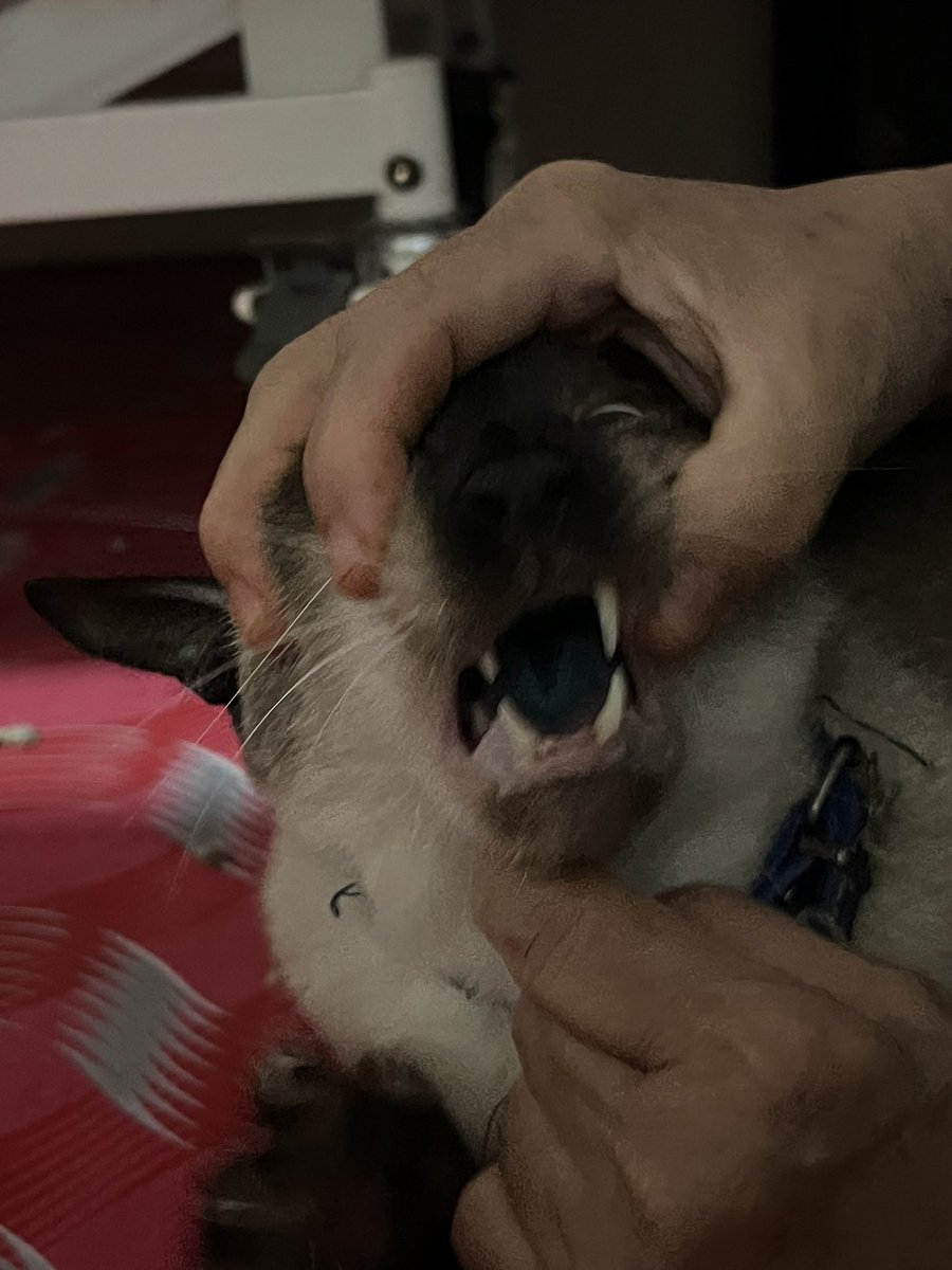 WEH HAHAHAHAHAHAHAH i left my blue lemonade sekejap je pastu dia pergi minum habis biru satu mulut 😭😭😭😭😭😭😭