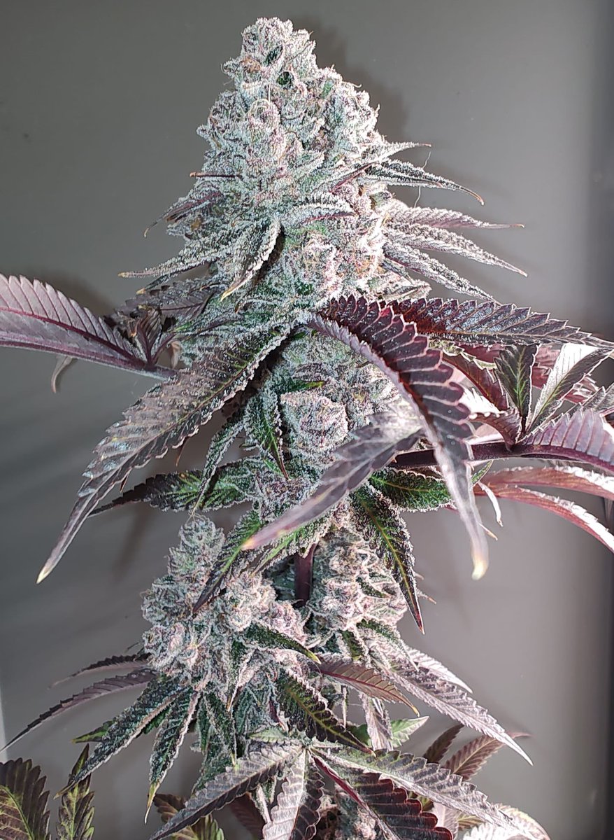 Span Lion Genetics (@spanlionseeds) on Twitter photo A lovely Cherry Shardz ( Shardz x SuperBoof Cherries ) π π₯Ά grown by the growmie #NewStrain #SpanLionSeeds A lovely Cherry Shardz ( Shardz x SuperBoof Cherries ) π π₯Ά grown by the growmie #NewStrain #SpanLionSeeds