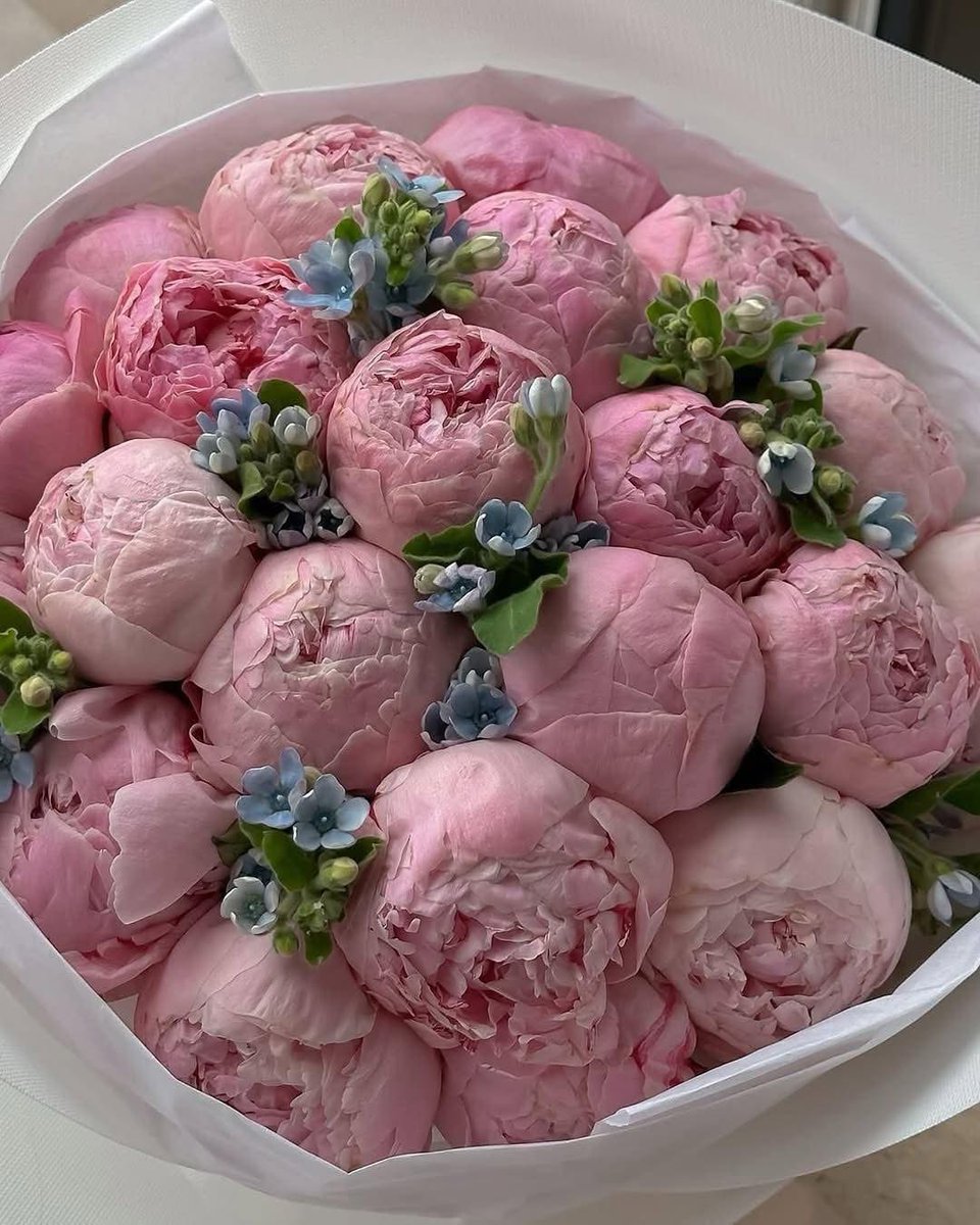 Peony Group tweet media