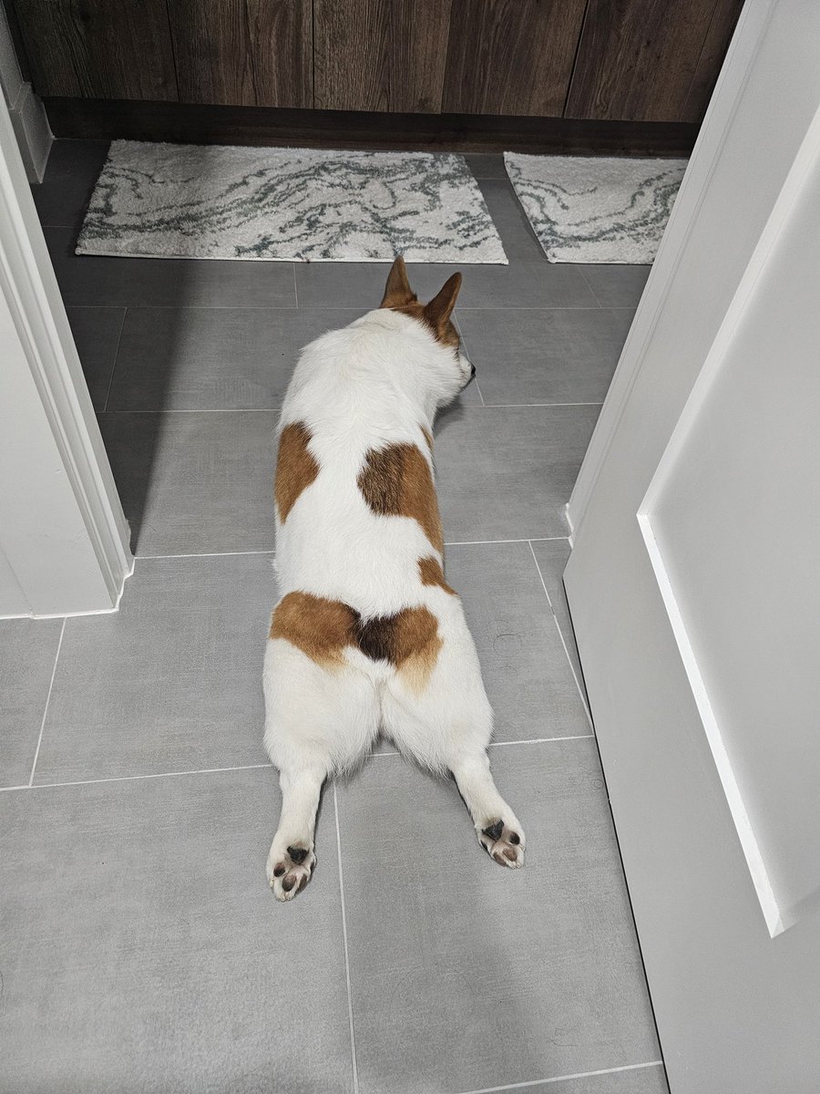 Sunday morning, time for a corgi sploot!

Corgicrew