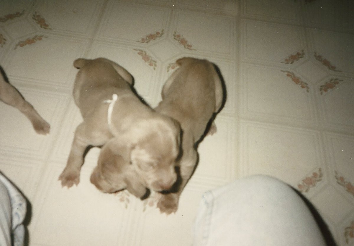 Dracaenawines's tweet photo. Puppy love and wine—what more do we need? 🐶🍷 Flashback to when we met our Draco for the first time and the day we rescued our Vegas home. May they both be running free over the rainbow bridge. Drop a pic of your pup below! #PuppyDay #DogsOfWine #DracoTheWeim https://t.co/EvCkXbIh9g