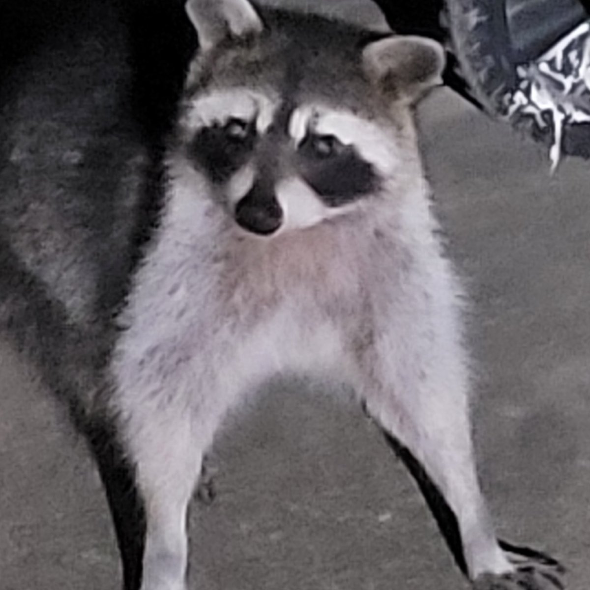 The cat food bandit made an appearance last night.