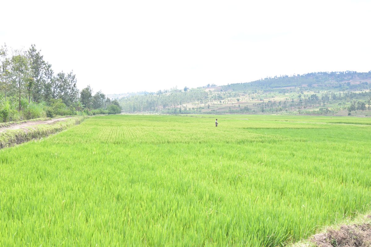Aha ni mu Kibaya cy'umuceri cya Kanyenyege cyo mu Murenge wa Kinazi gihuza <a href="/RuhangoDistrict/">Ruhango District</a> na <a href="/NyanzaDistrict/">Nyanza District</a> . Abahinzi bishimira ko Igihembwe cy'ihinga season B cyagenze neza bakaba biteguye kuzeza umusaruro uhagije. Bemeza ko bizabafasha kuzamura iterambere ryabo bizigamira