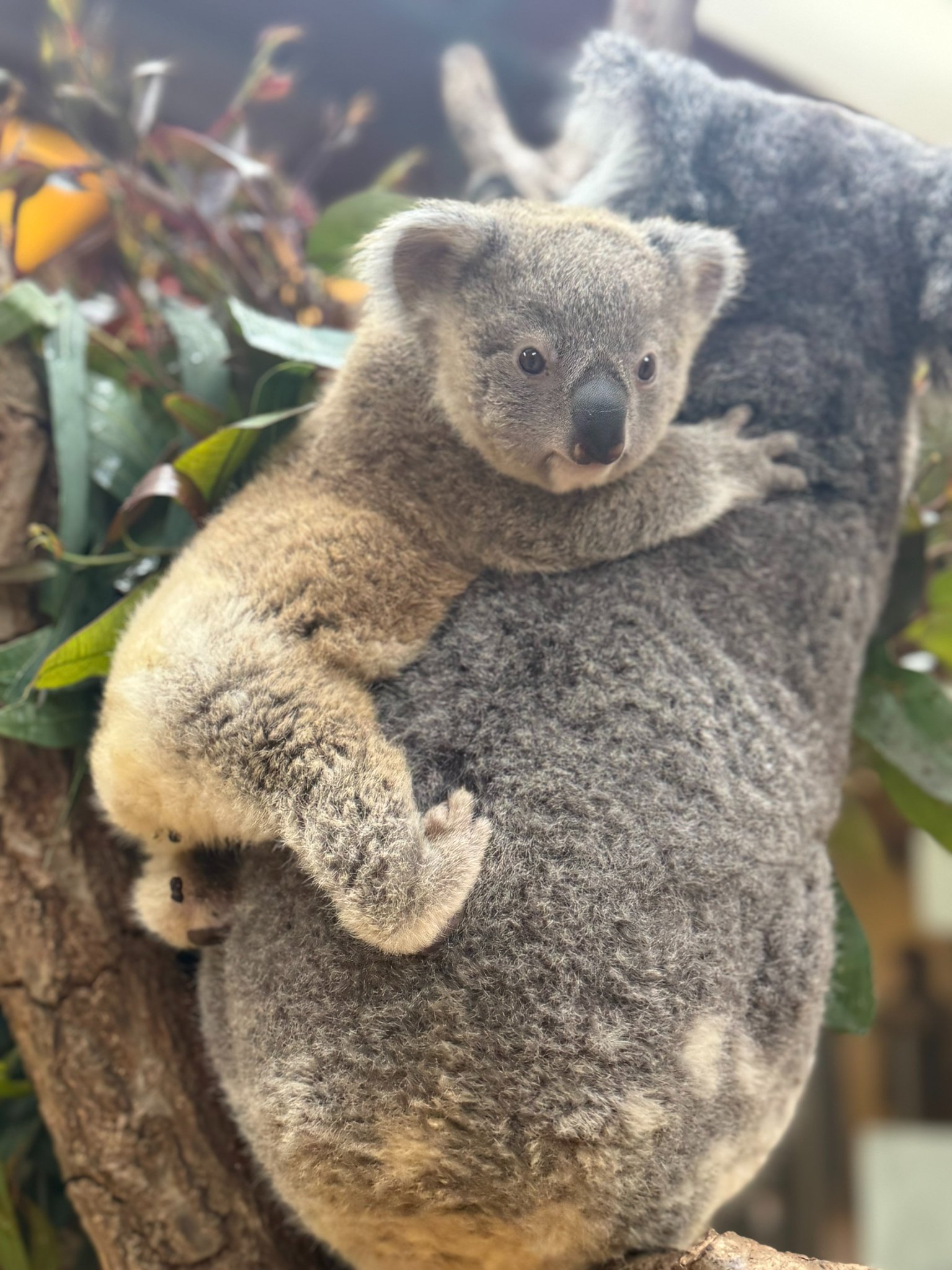 神戸市立王子動物園（公式） on X: 