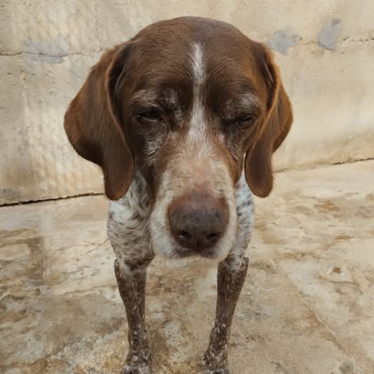 protectorasvpap's tweet image. Tom se está apagando, su cuerpo se está cansando de estar en el refugio. Estos dias de lluvia le han perjudicado mucho...
Tiene 11 años, es sordo, tiene problemas de visión, un soplo en el corazón que no requiere tratamiento y problemas en las articulaciones...