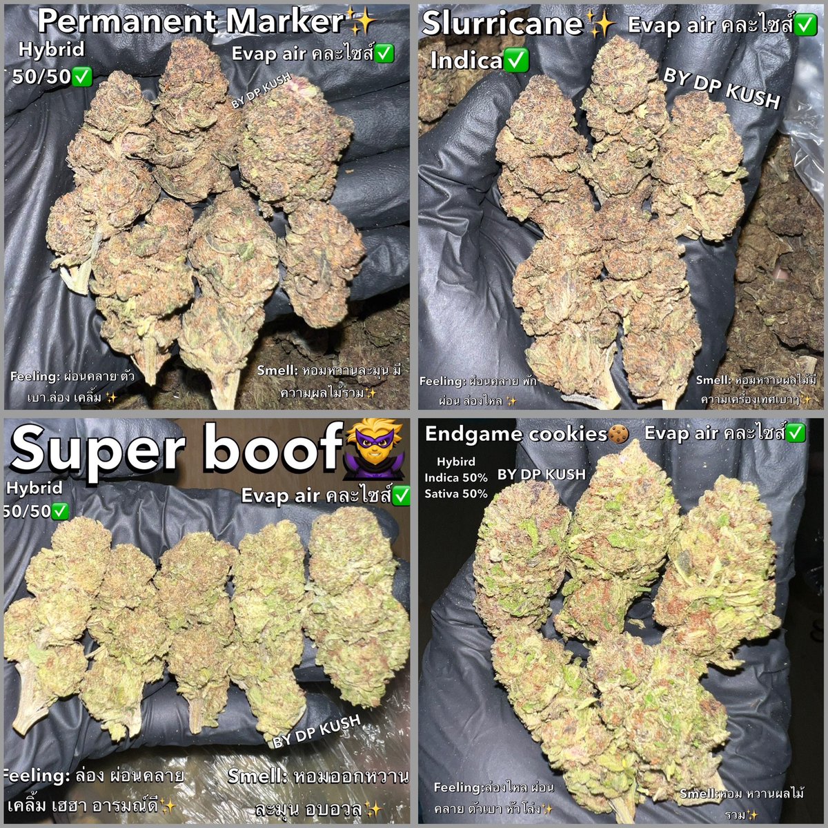 DP Kush tweet media