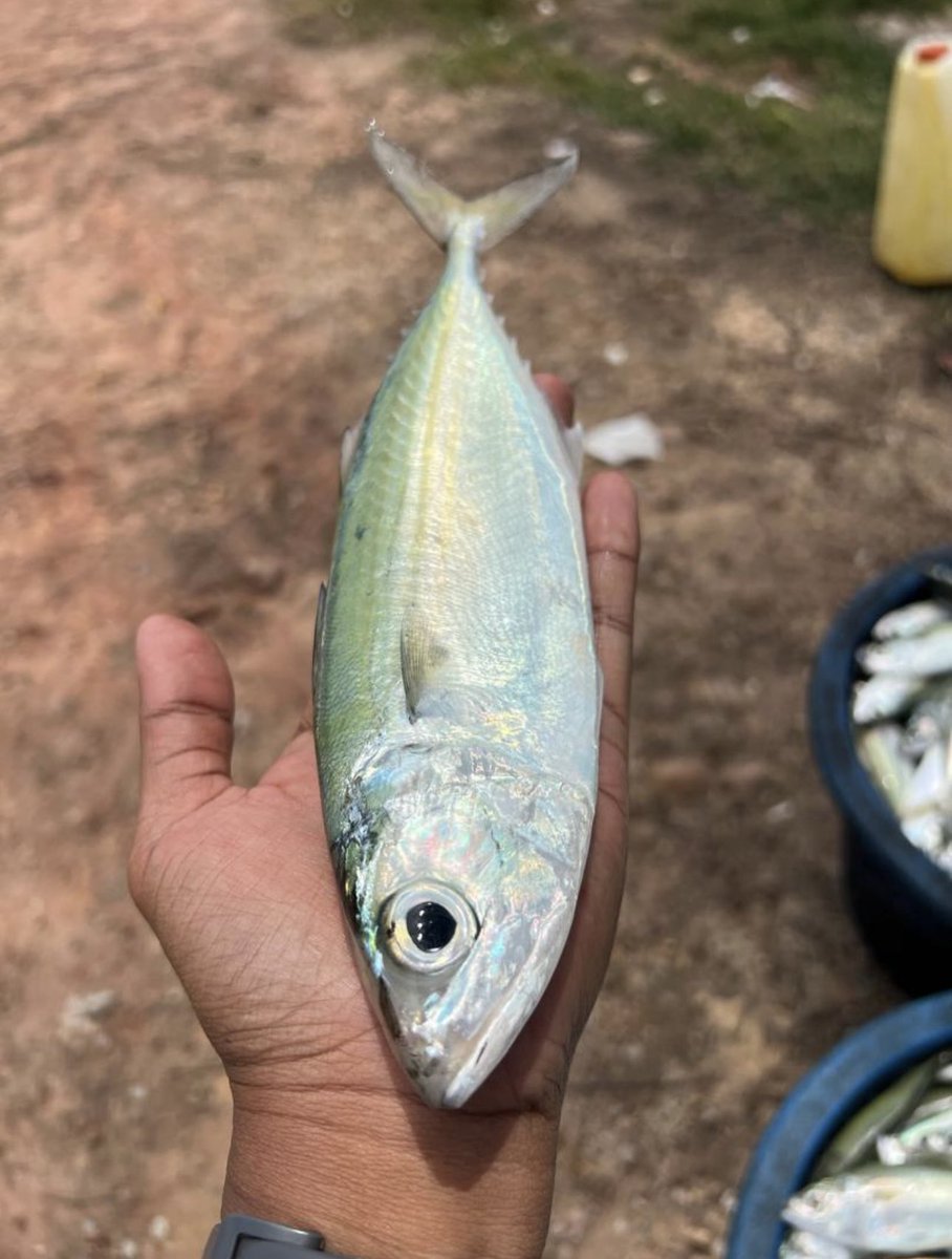 BarkhadleAbdulk's tweet image. 📍Tok Jembal, Malaysia 🎣🇲🇾 

Today&apos;s field trip to Tok Jembal fish landing highlighted the commercial importance of Bigeye Scad (S. crumenophthalmus), a key fish supporting coastal economies and sustaining fishermen’s livelihoods along the East Coast of Malaysia. @A_Addow
