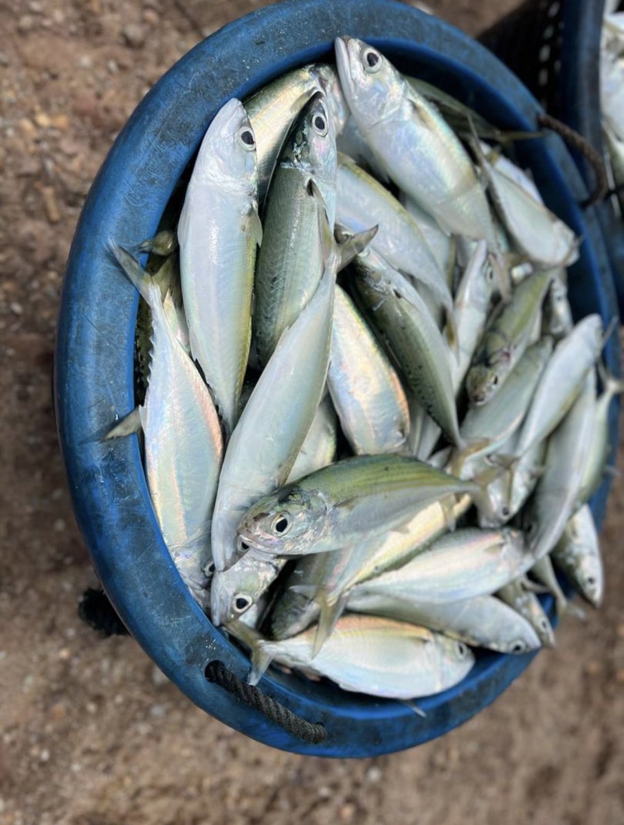 BarkhadleAbdulk's tweet image. 📍Tok Jembal, Malaysia 🎣🇲🇾 

Today&apos;s field trip to Tok Jembal fish landing highlighted the commercial importance of Bigeye Scad (S. crumenophthalmus), a key fish supporting coastal economies and sustaining fishermen’s livelihoods along the East Coast of Malaysia. @A_Addow