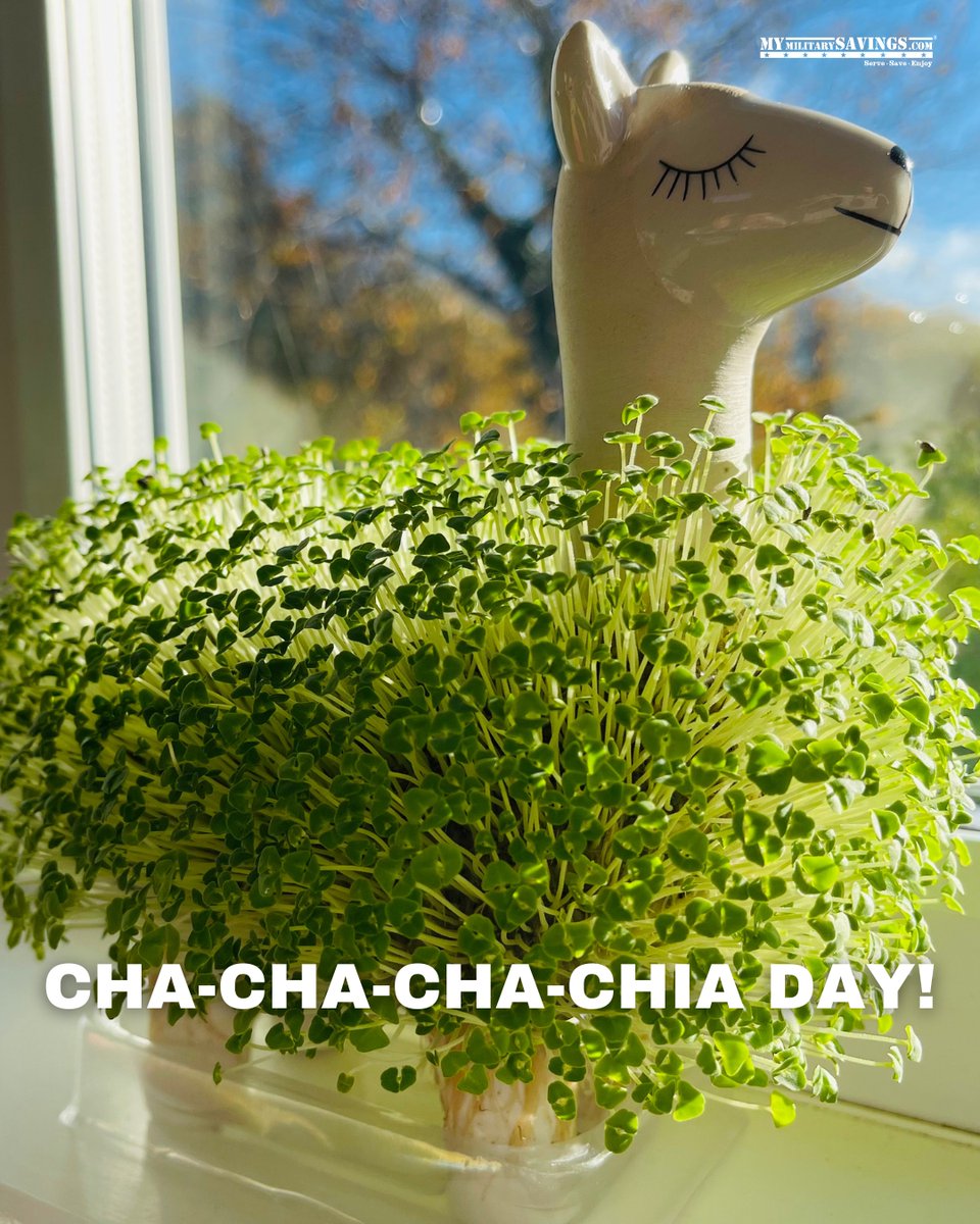 MyMilitarySvgs's tweet image. It's National Chia Day! 

Be honest… who had a Chia Pet growing up? 🤣 Bonus points if you remember which one!

#chiapet #chchchchia #thebestpets 

mymilitarysavings.com