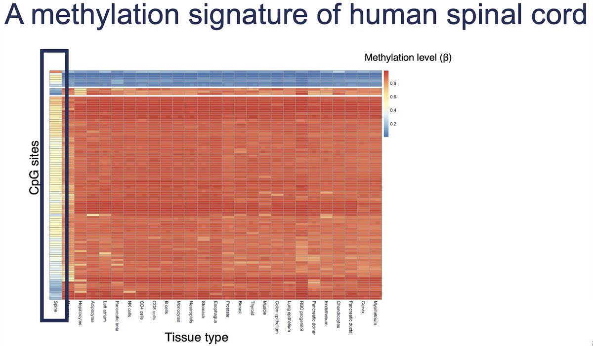 With incredible MD students (<a href="/kathleen_ran/">Kathleen Ran</a> <a href="/Divyaansh_Raj/">Divyaansh (Divi) Raj</a>)  &amp; co-residents (<a href="/JoshuaDMateri/">Josh Materi</a> #TimourAlKhindi), we enrolled SCI patients and collected blood samples.

We also generated human spinal cord methylation profiles, ID'ing a "fingerprint" of human spinal cord identity