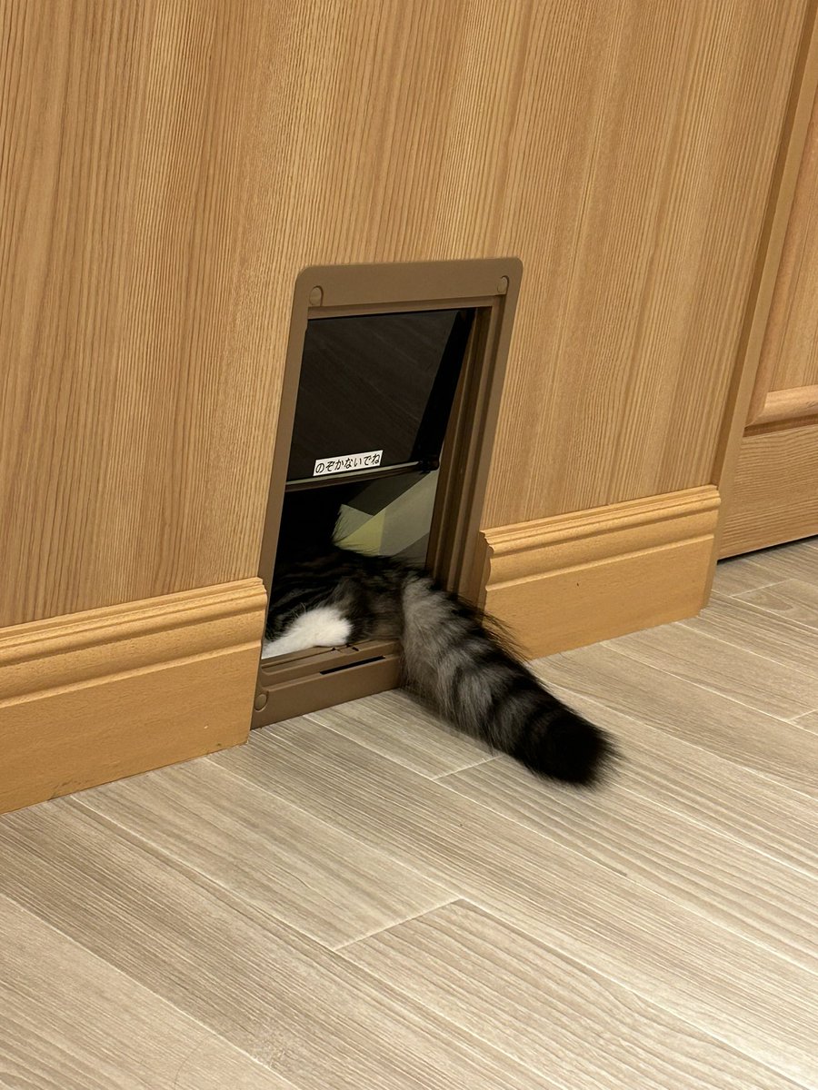 ひっさしぶりの猫カフェのにゃん様達可愛すぎたのでこっちでも共有(👉°-°)👉
