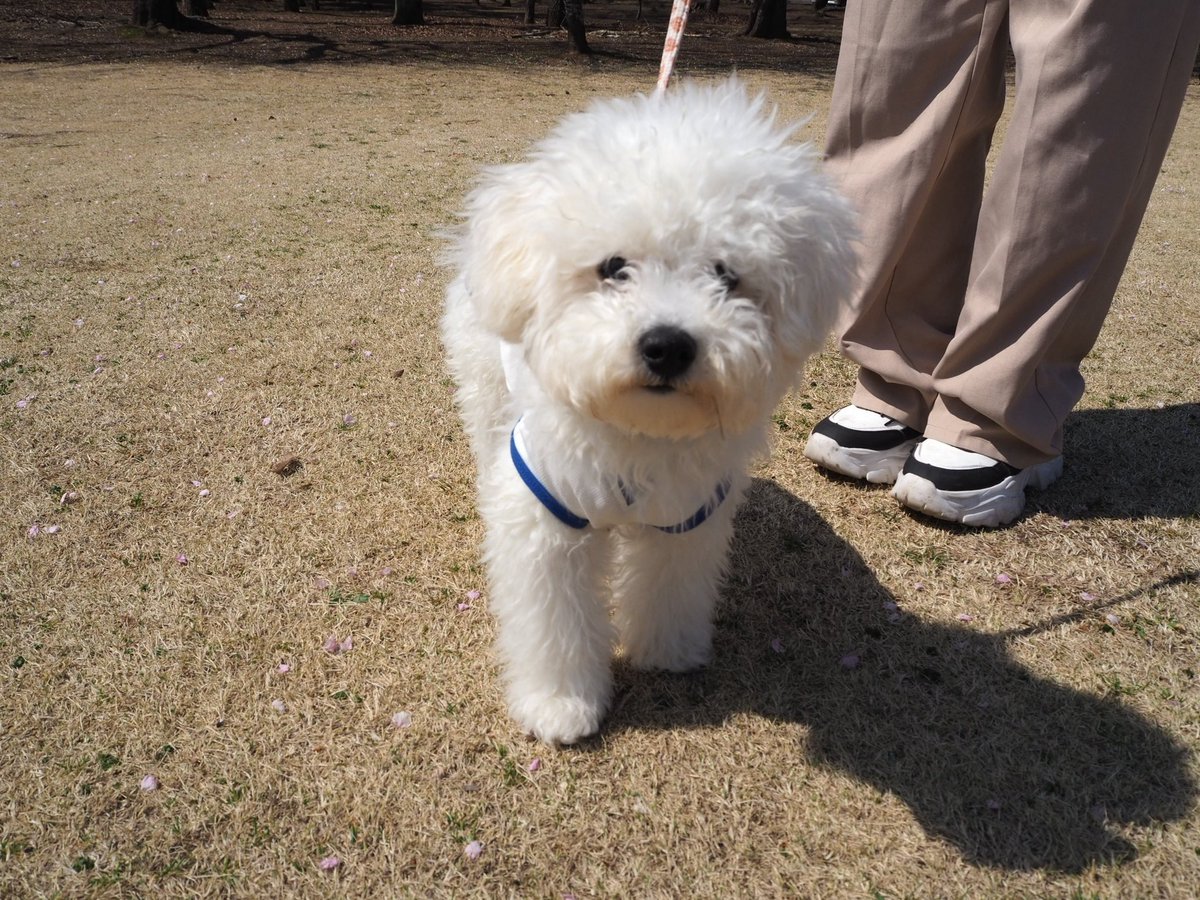 友人が撮ってくれた愛犬。すごい。毛玉