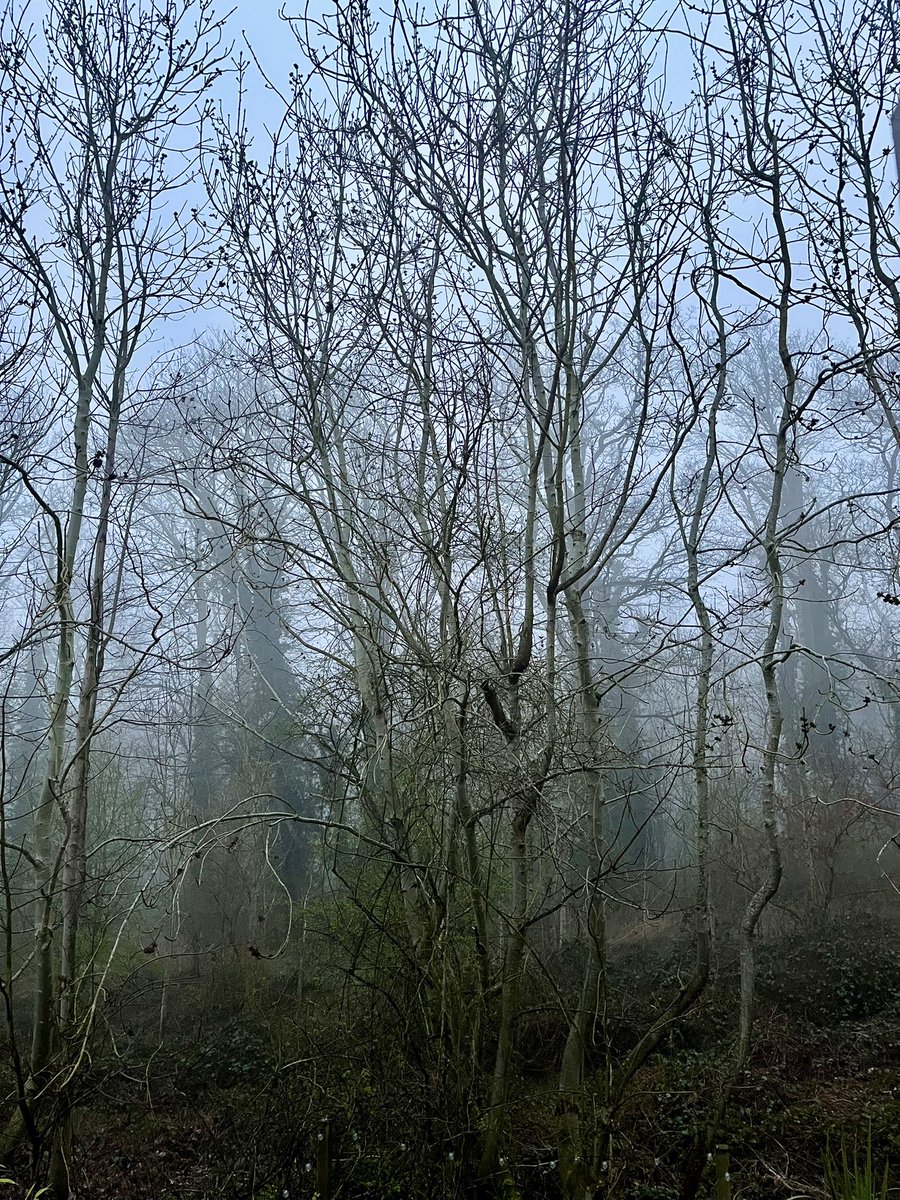 mattlynhamphoto's tweet image. Misty morning, clouds in the sky
Without warning, a wizard walks by
Casting his shadow, weaving his spell
Long grey cloak, twinkling bell
#Gallery365in2025SundayMusic
#Gallery365SundayMusic
@Gallery365photo