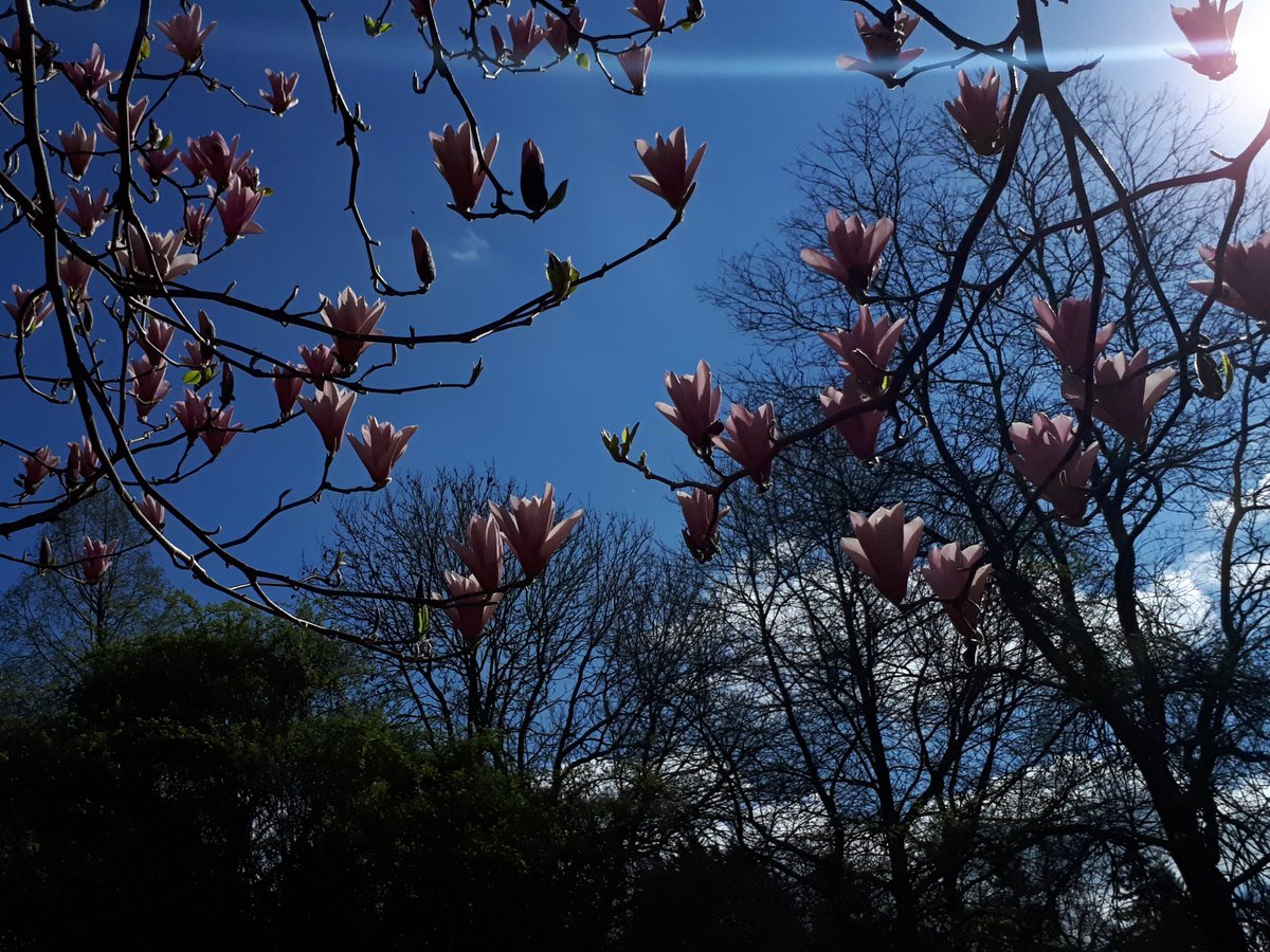 Did you know that the gardens at <a href="/EvenleyWoodGard/">Evenley Wood Garden</a> are home to nearly 100 magnolia species and cultivars? These and a wealth of other choice spring-flowering shrubs, trees &amp; bulbs can be seen there at our Fair next Saturday, March 29th.

Full details at rareplantfair.co.uk/our-fairs-and-…