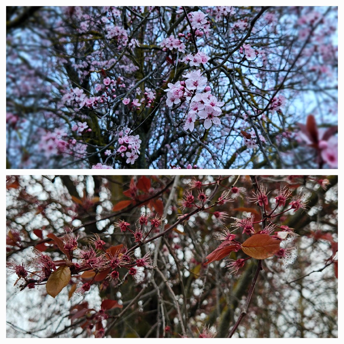GSVS_GGranda's tweet photo. La belleza evoluciona al fruto. 
La naturaleza del ser no reside en las formas, siempre perecederas, sino en su propia esencia. https://t.co/ufB8hmyVOs
