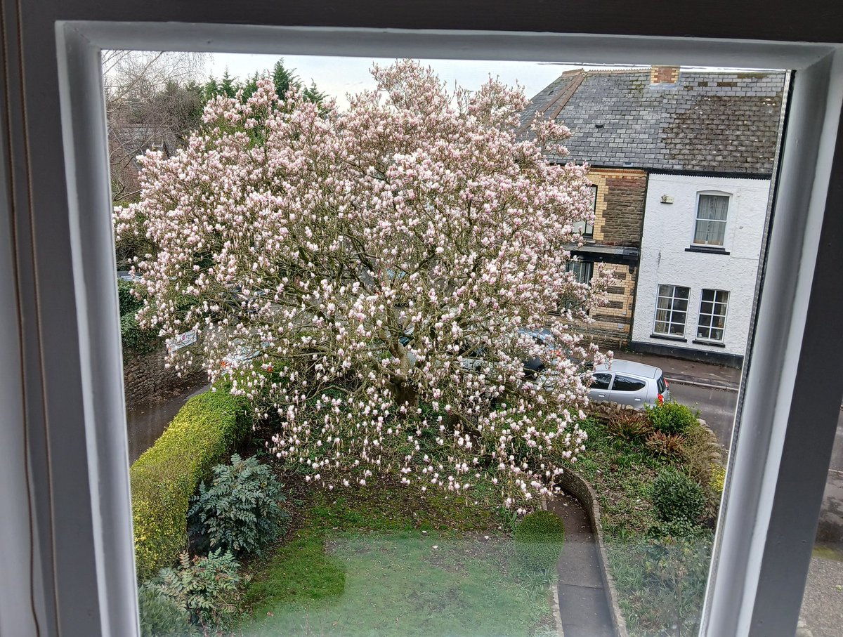 timhhartley's tweet photo. Today's room with a view.
💗 #MagnoliaWeek https://t.co/QapUKJLkTJ