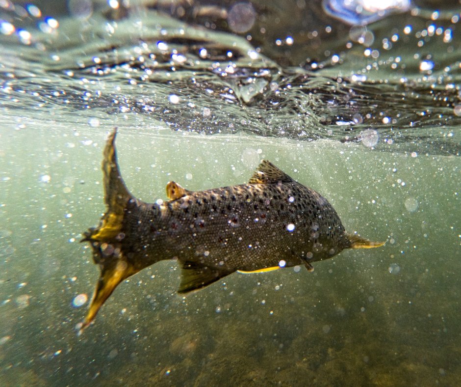It's the last day of our annual auction, so remember to place your bids! We have 422 Lots ranging from art and books to fun days out and exciting fishing experiences. Bidding starts closing sequentially from 3pm ⏰
Browse and bid here: auction.wildtrout.org