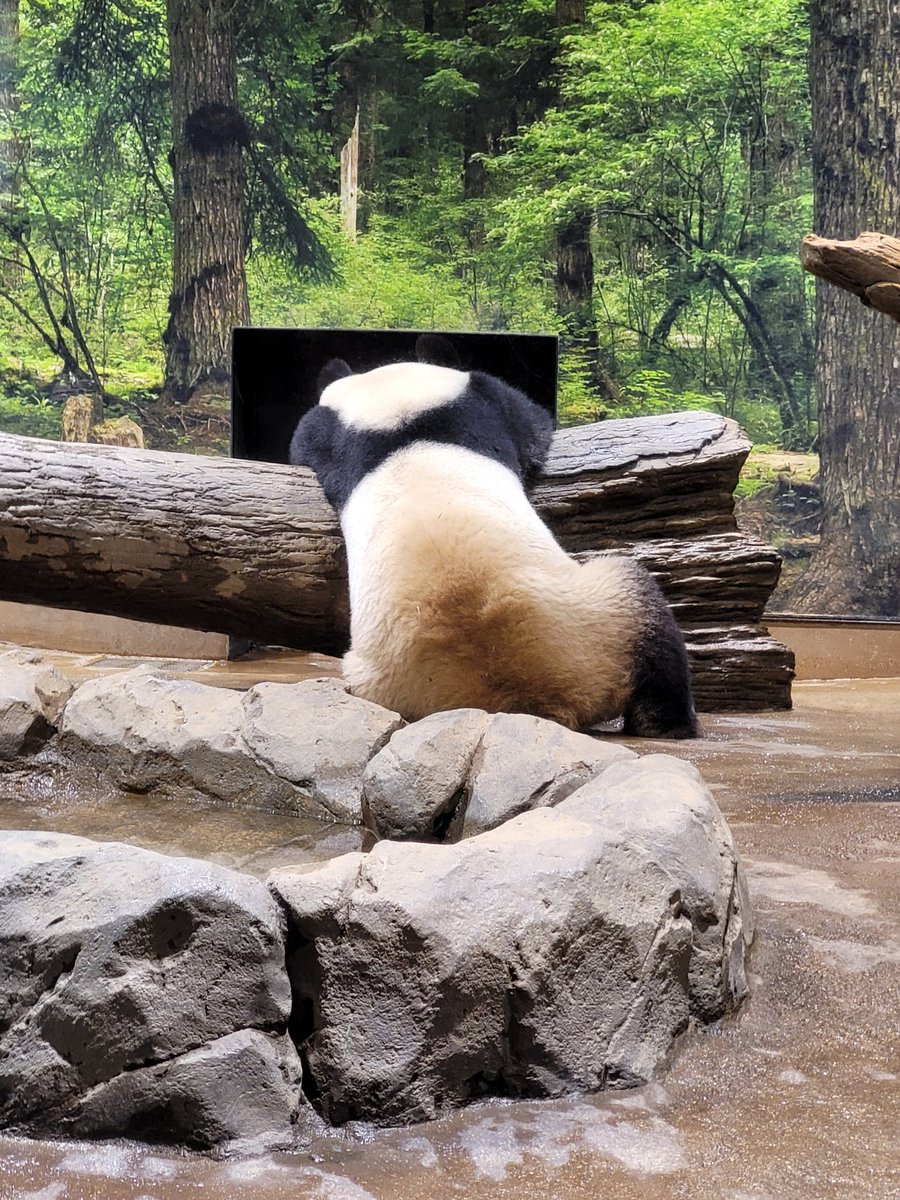 Revy_C's tweet image. Japan Day 9

Spent an hour waiting in line at the Ueno zoo to see the Pandas. All it did was turn around and just rip ass right at me.

Also while walking around on the streets I found a cat wearing glasses.