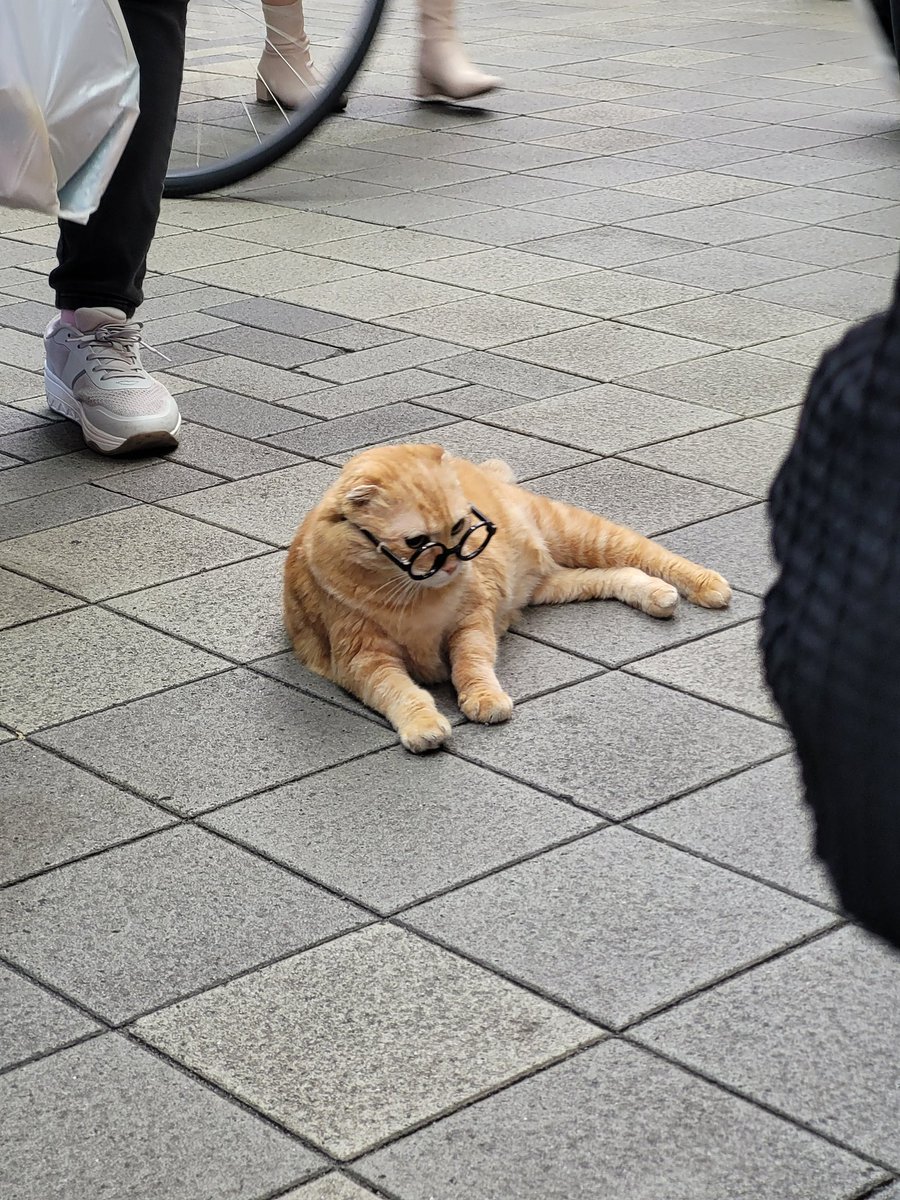 Revy_C's tweet image. Japan Day 9

Spent an hour waiting in line at the Ueno zoo to see the Pandas. All it did was turn around and just rip ass right at me.

Also while walking around on the streets I found a cat wearing glasses.