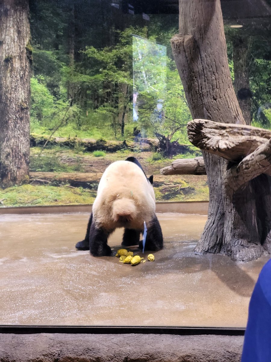 Revy_C's tweet image. Japan Day 9

Spent an hour waiting in line at the Ueno zoo to see the Pandas. All it did was turn around and just rip ass right at me.

Also while walking around on the streets I found a cat wearing glasses.