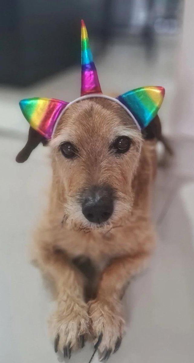 Se fue mi compañero, mi partner, mi perro Chiruzo. Fue el regalo que el cielo me brindó, un marzo, cuando el sol se asomaba con timidez, portando la promesa de que todo sería distinto a partir de entonces. Trece años después, también en marzo, con el alba como testigo, partió.